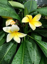 Close-up of yellow flower blooming outdoors