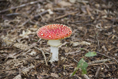 Close-up of red mushroom growing in field