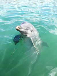 High angle view of dolphin in sea