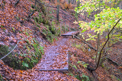 Footpath amidst trees in forest during autumn