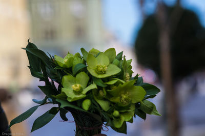 Close-up of flower