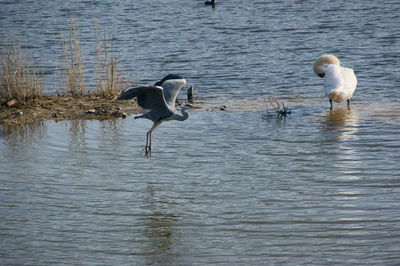 View of birds in lake