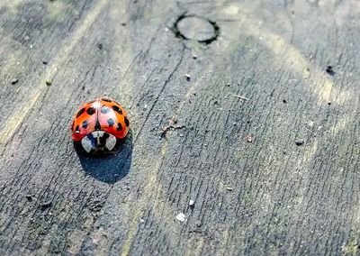 High angle view of ladybug on wood