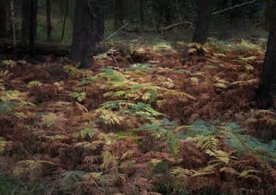 Trees in forest