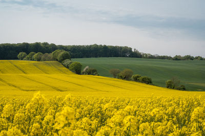 Scenic view of oilseed rape field against sky