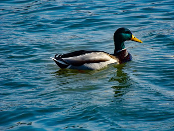 Duck swimming in lake