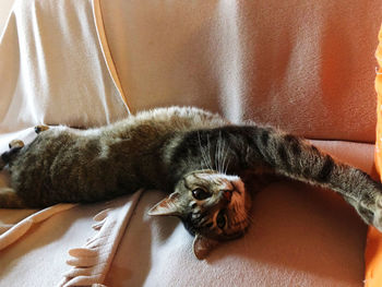 Close-up of a cat resting on bed