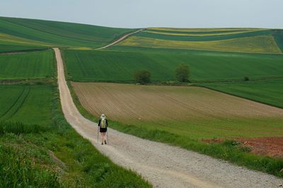 Rear view of man walking on agricultural field