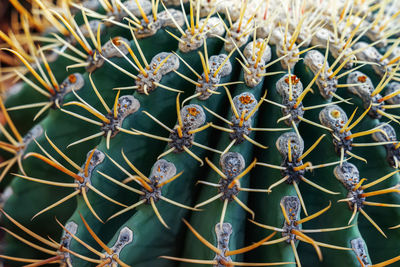 Full frame shot of succulent plant