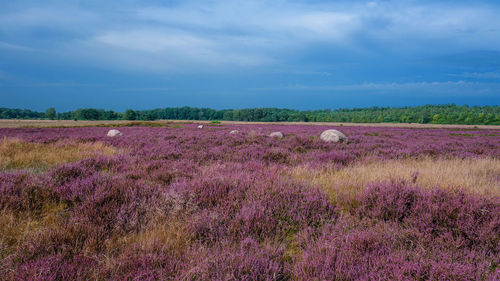 Purple flowers on field against sky