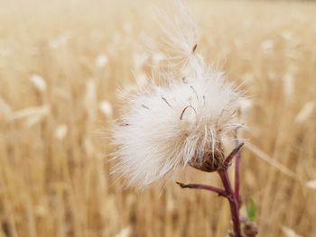 Close-up of dandelion on field