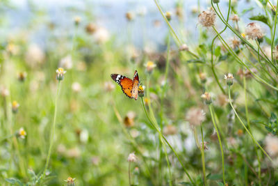 Close-up of butterfly pollinating on flower