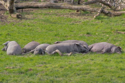 View of sheep sleeping on grass