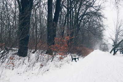 Bare trees on snow covered field