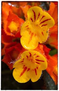 Close-up of yellow flower