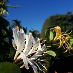 Close-up of white flowering plant