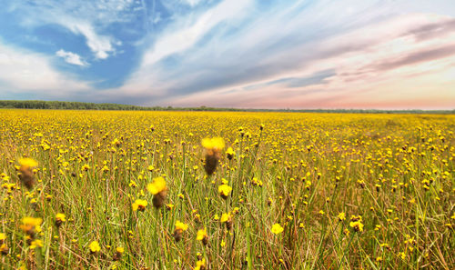 Scenic view of yellow flowering field against sky