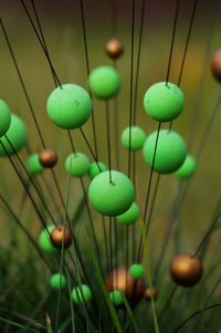 Close-up of multi colored toy on grass