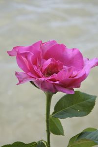 Close-up of pink flower blooming outdoors