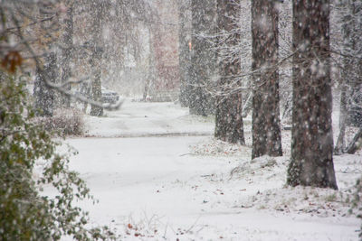 Snow covered land and trees during winter