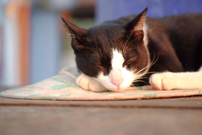 Close-up of a cat resting