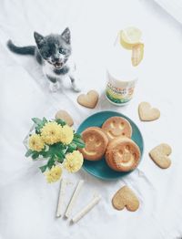 Portrait of cat on table