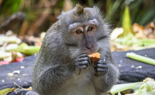 Close-up of monkey eating food