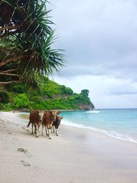 Horses on beach against sky