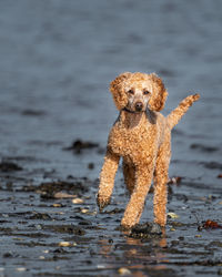 Portrait of dog on beach