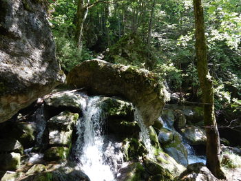 Scenic view of waterfall in forest
