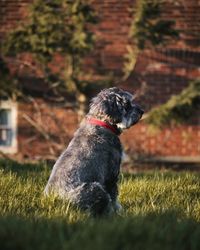 Close-up of a dog on field