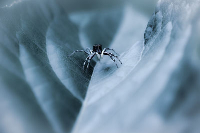 Close-up of spider