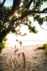 Trees on beach against sky