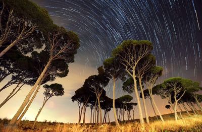 Trees against sky at night