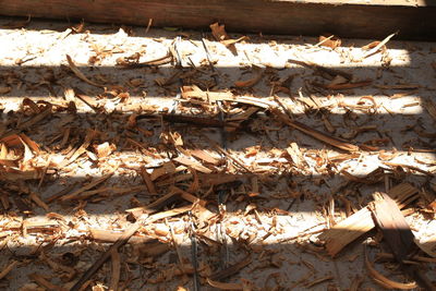 Close-up of tree stump