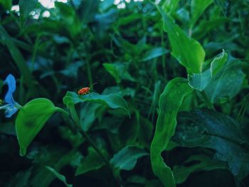 Close-up of green butterfly on plant
