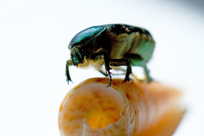 Close-up of bee over white background