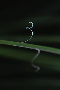 Extreme close-up of plant part