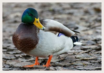 Close-up of duck