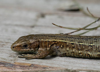 Close-up of lizard