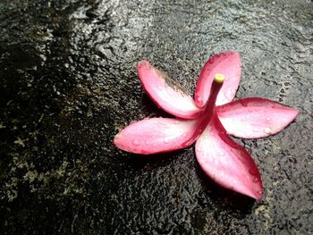 Close-up of pink flower