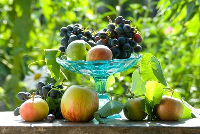 Close-up of apples on plant