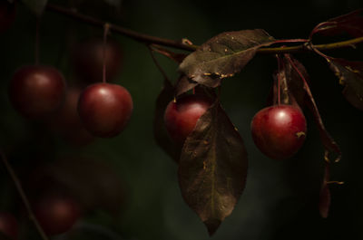 Close-up of plums growing on tree