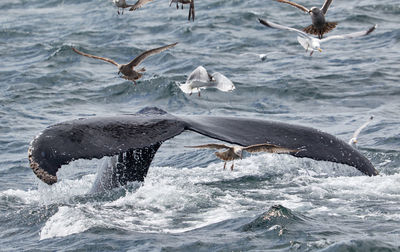 Seagulls flying in the sea