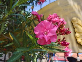 Close-up of pink flowering plant