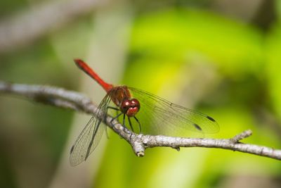 Close-up of dragonfly on plant