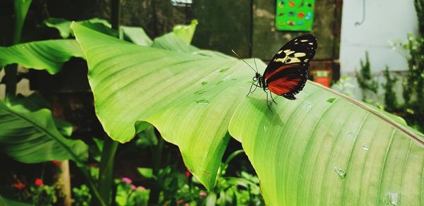 Close-up of butterfly on leaf