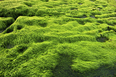 Full frame shot of green land