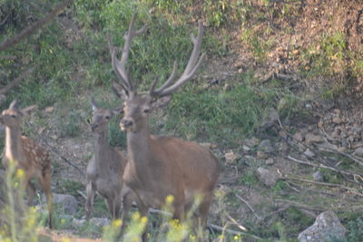 Deer in a field