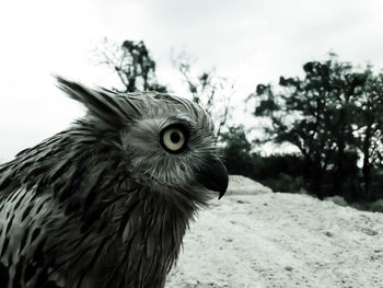 Close-up portrait of a bird